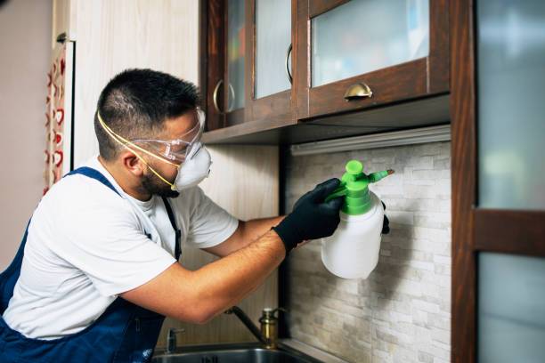 Best Local Pest Control Services  in Round Lake Beach, IL