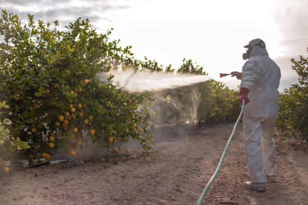 Professional Pest Control in Round Lake Beach, IL