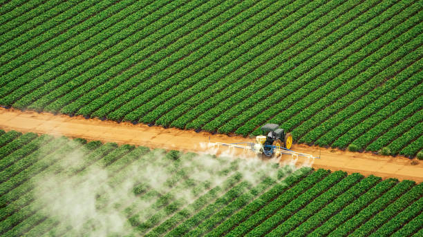 Wasp Removal Services in Round Lake Beach, IL